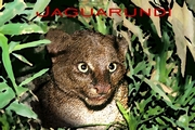 Jaguarundi Magnet